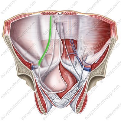 Fossa inguinalis lateralis (fossa inguinalis lateralis)